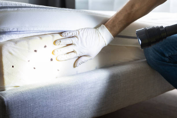 Best Local Pest Control Services  in Honesdale, PA